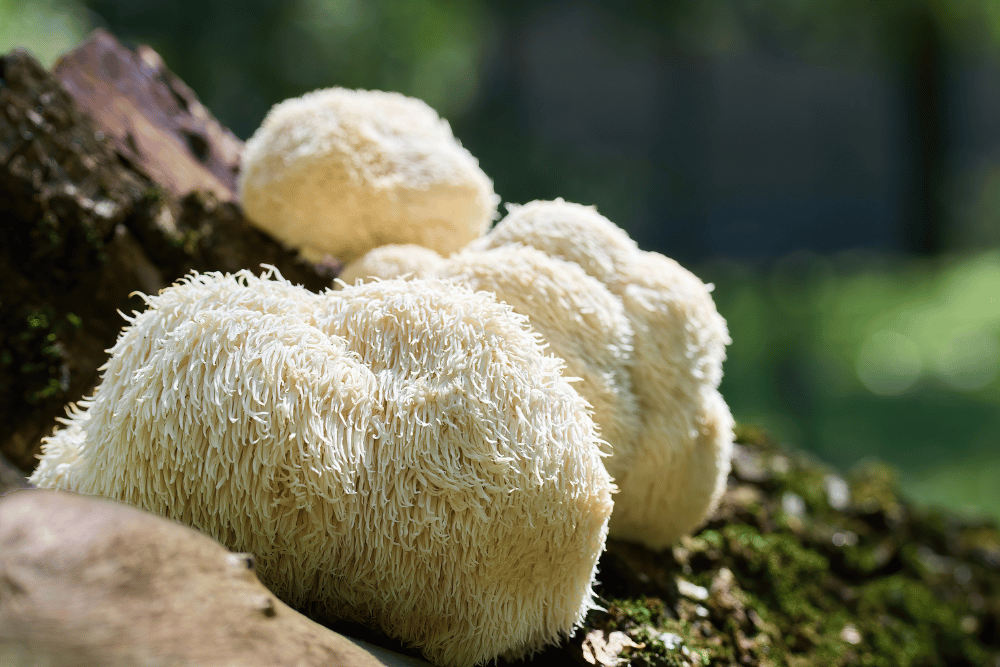 Nootropic Mushrooms: Unlocking Cognitive Potential