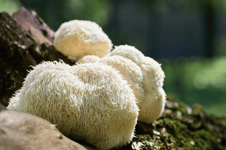 Nootropic Mushrooms: Unlocking Cognitive Potential