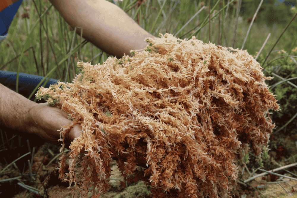 Unlocking the Power of Sea Moss and Ashwagandha: Benefits for Male Health