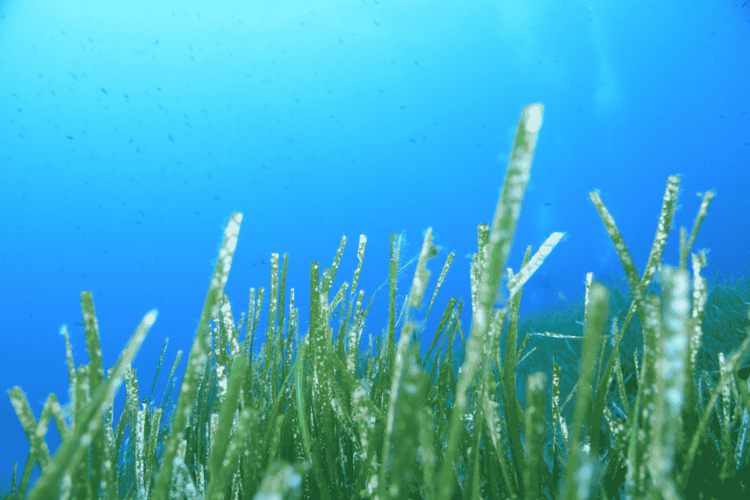 Does Sea Moss Help with Bloating?