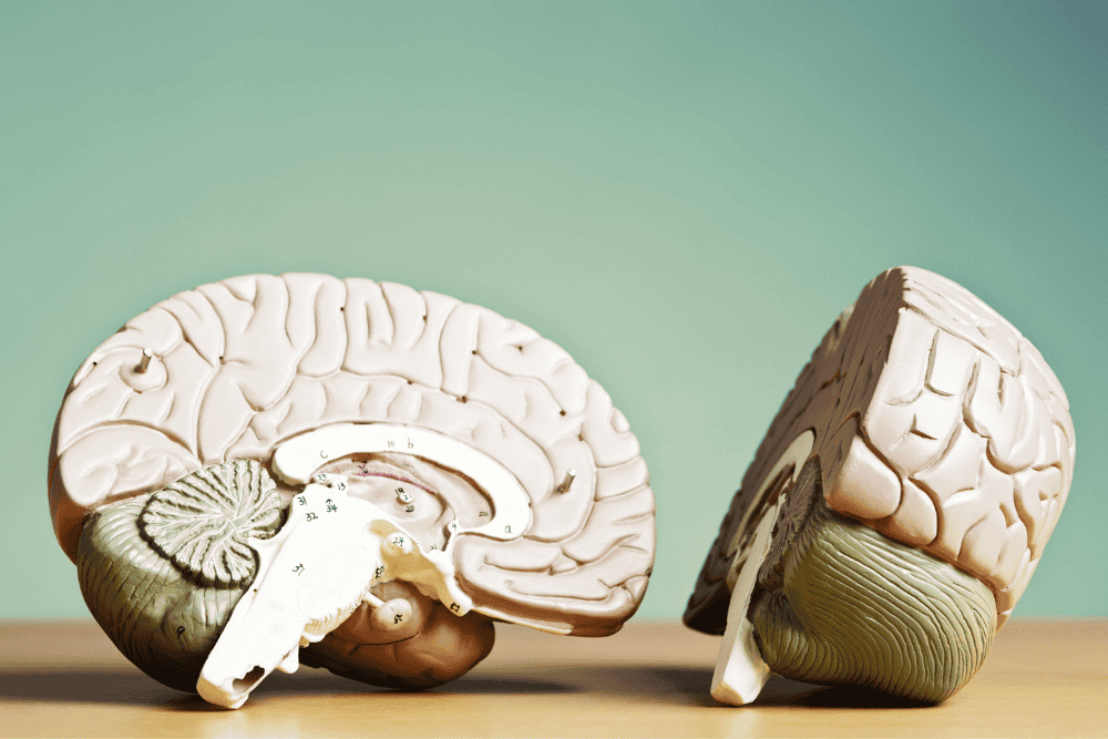 a plastic model of a human brain