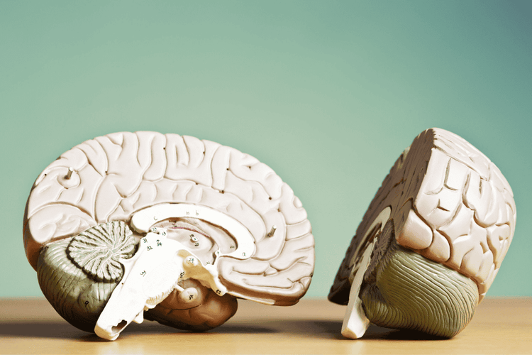 a plastic model of a human brain