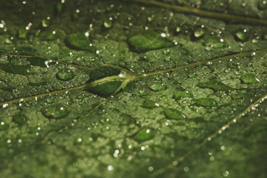 Wet green leaf